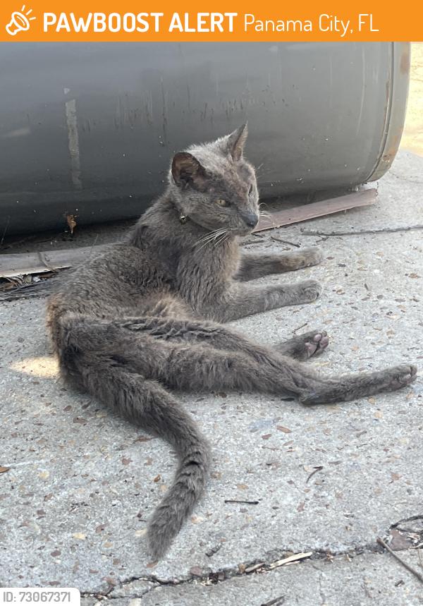 Found/Stray Unknown Cat last seen Grand Lagoon, Panama City, FL 32408