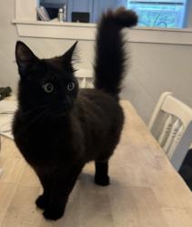 Shelter Stray Male Cat last seen Dorset Ave, VIRGINIA BEACH, VA, 23462, 341 S Birdneck Rd, Virginia Beach, VA 23451, USA