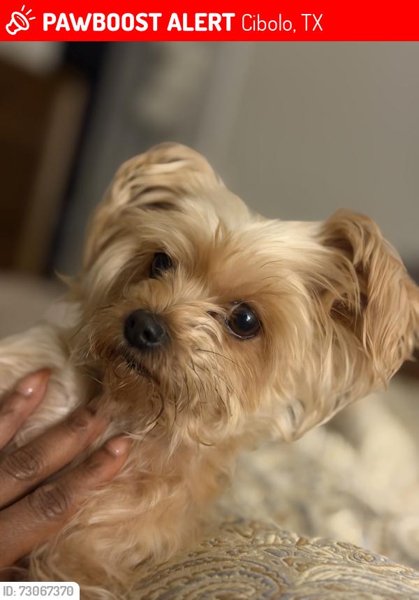 Lost Female Dog last seen Vernabdo crossing Cibolo, Cibolo, TX 78108