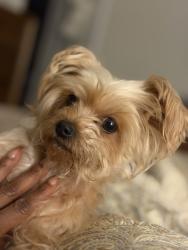 Lost Female Dog last seen Vernabdo crossing Cibolo, Cibolo, TX 78108