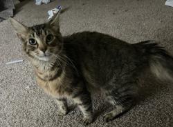Shelter Stray Female Cat last seen Justin Court, VIRGINIA BEACH, VA, 23462, 341 S Birdneck Rd, Virginia Beach, VA 23451, USA