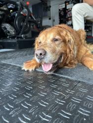 Shelter Stray Male Dog last seen Found near Oriole Dr and Kamichi Ct, VIRGINIA BEACH, VA, 341 S Birdneck Rd, Virginia Beach, VA 23451, USA