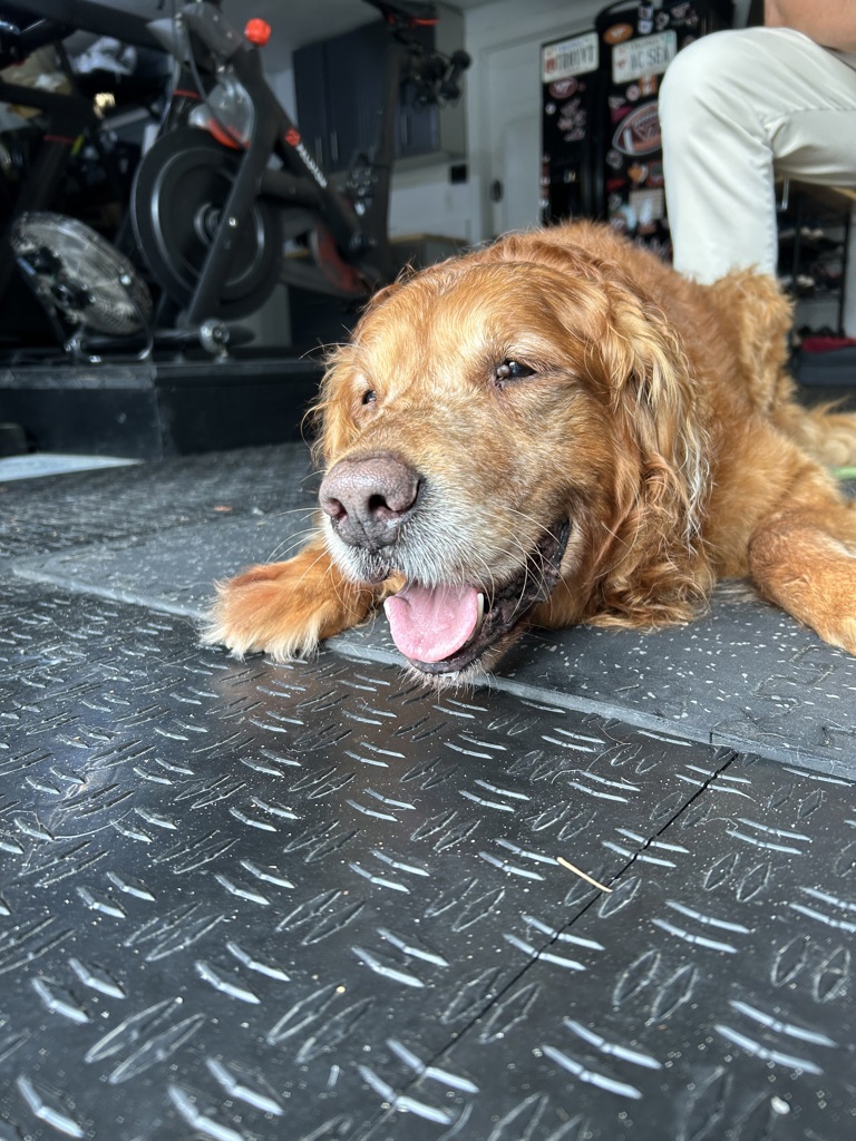 Shelter Stray Male Dog last seen Found near Oriole Dr and Kamichi Ct, VIRGINIA BEACH, VA, 341 S Birdneck Rd, Virginia Beach, VA 23451, USA