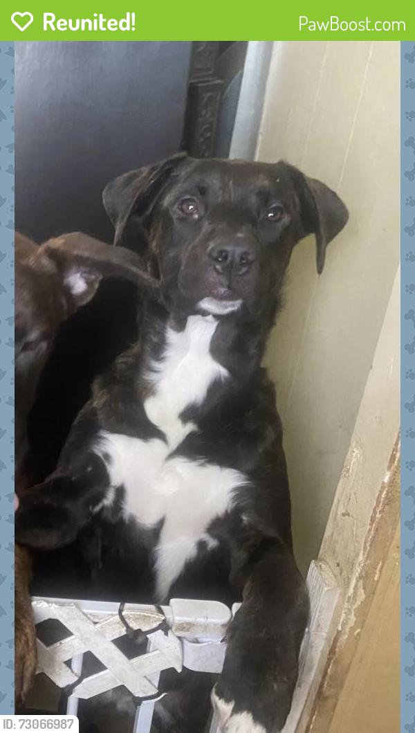 Reunited Male Dog last seen Freeland Street and Estella Avenue, Pittsburgh, PA 15210