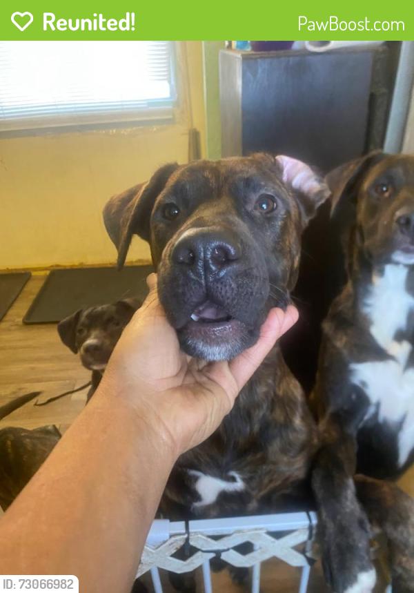 Reunited Male Dog last seen Freeland Street and Estella Avenue, Pittsburgh, PA 15210