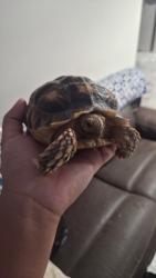 Lost Unknown Reptile last seen Kenwood and Fandon, El Monte, CA 91732