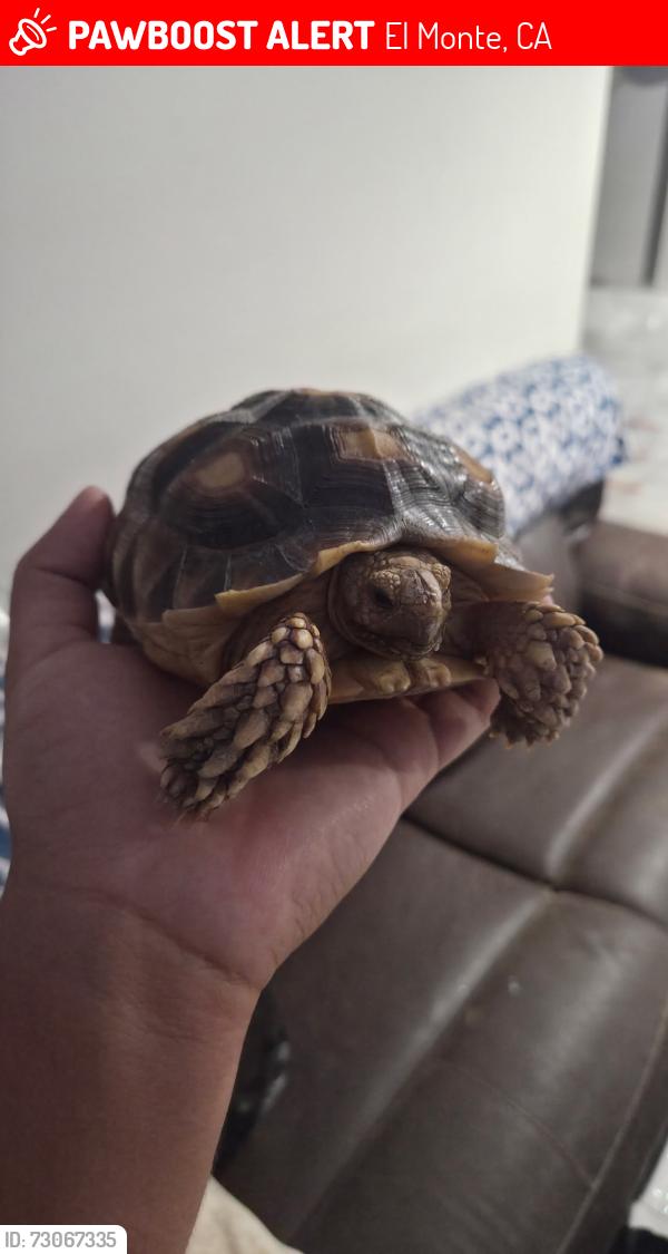 Lost Unknown Reptile last seen Kenwood and Fandon, El Monte, CA 91732