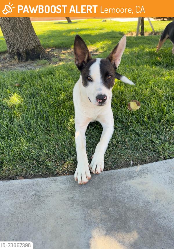 Found/Stray Female Dog last seen D street and 17th Ave., Lemoore, CA 93245