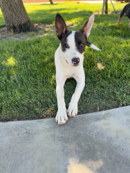 Found/Stray Female Dog last seen D street and 17th Ave., Lemoore, CA 93245