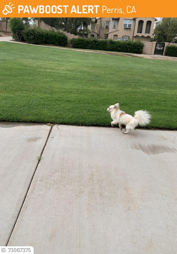 Found/Stray Unknown Dog last seen Was roaming the walking trail with grass and going up to dogs and being really friendly., Perris, CA 92571