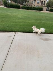 Found/Stray Unknown Dog last seen Was roaming the walking trail with grass and going up to dogs and being really friendly., Perris, CA 92571