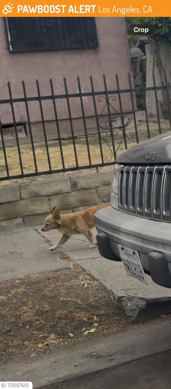 Found/Stray Unknown Dog last seen Near e 105th street, Los Angeles, CA 90002