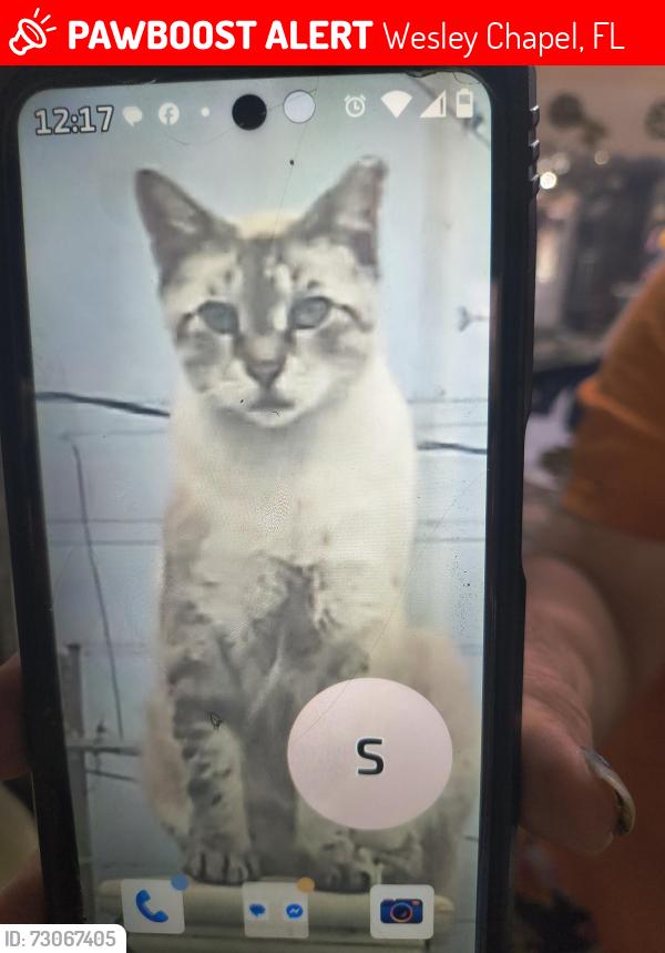 Lost Male Cat last seen Scarborough drive Lutz fl, Wesley Chapel, FL 33559