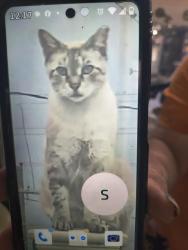 Lost Male Cat last seen Scarborough drive Lutz fl, Wesley Chapel, FL 33559