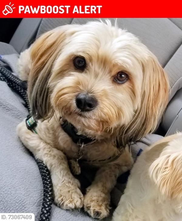 Lost Male Dog last seen Hazard and Floral, East Los Angeles, CA 90063