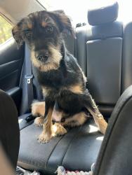Lost Male Dog last seen West georgia drive, Carrollton, GA 30117