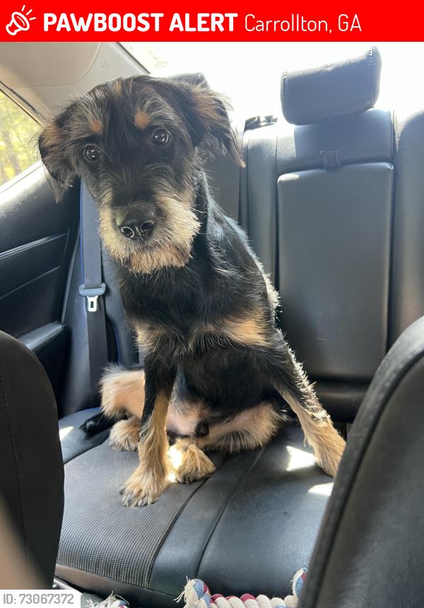 Lost Male Dog last seen West georgia drive, Carrollton, GA 30117