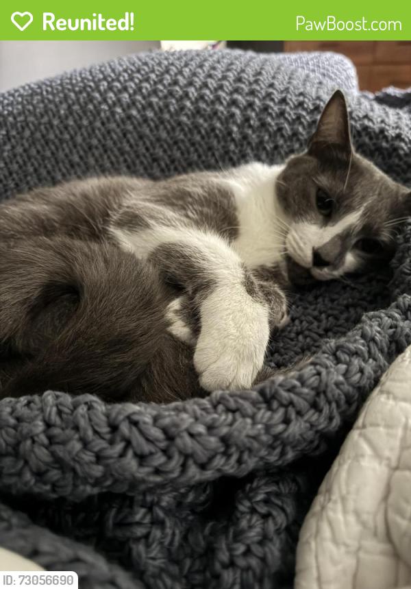 Reunited Male Cat last seen N Chester & Fayette St, Baltimore, MD 21231