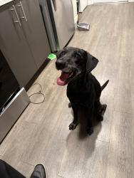 Found/Stray Male Dog last seen Calle de primavera, Santa Clara, CA 95054