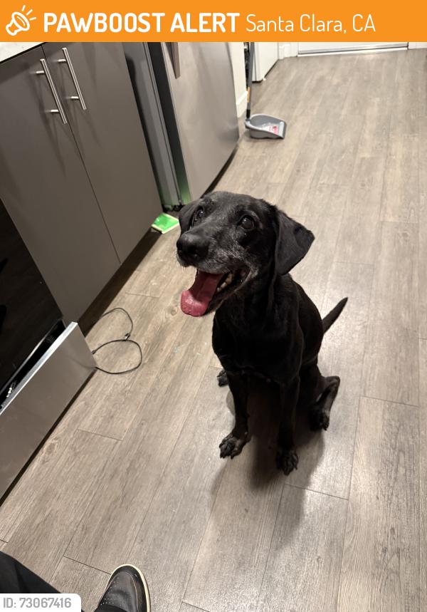 Found/Stray Male Dog last seen Calle de primavera, Santa Clara, CA 95054