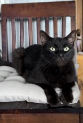 Lost Male Cat last seen Almeda-Genoa, Houston, TX 77075