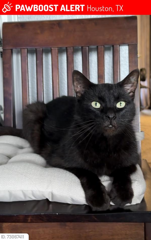 Lost Male Cat last seen Almeda-Genoa, Houston, TX 77075