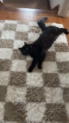 Lost Male Cat last seen Oneida, military, Green Bay, WI 54303