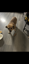 Found/Stray Male Dog last seen Dulles dr, Lafayette, LA 70506