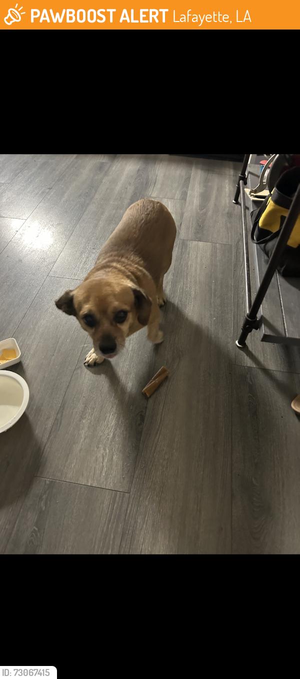 Found/Stray Male Dog last seen Dulles dr, Lafayette, LA 70506