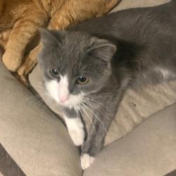 Shelter Stray Female Cat last seen , Animal Care & Control Team of Philly, 111 W Hunting Park Ave, Philadelphia, PA 19140, USA