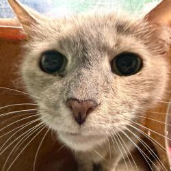 Shelter Stray Female Cat last seen , Animal Care & Control Team of Philly, 111 W Hunting Park Ave, Philadelphia, PA 19140, USA