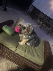 Reunited Female Dog last seen Yarborough and east county road 540A, Lakeland, FL 33812