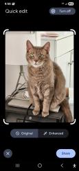 Lost Male Cat last seen Lees market north olive st Ventura, Ventura, CA 93001