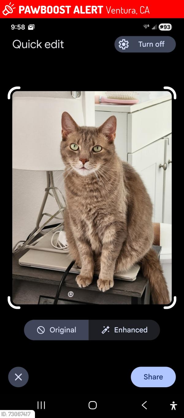 Lost Male Cat last seen Lees market north olive st Ventura, Ventura, CA 93001