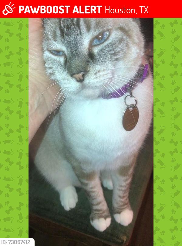 Lost Female Cat last seen 43rd / TC Jester, Houston, Houston, TX 77018