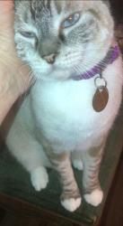 Lost Female Cat last seen 43rd / TC Jester, Houston, Houston, TX 77018