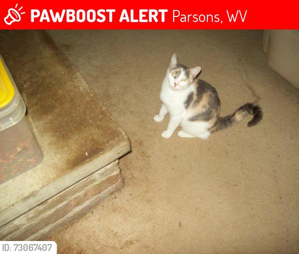 Lost Female Cat last seen Holly Meadows Golf Course, Parsons, WV 26287