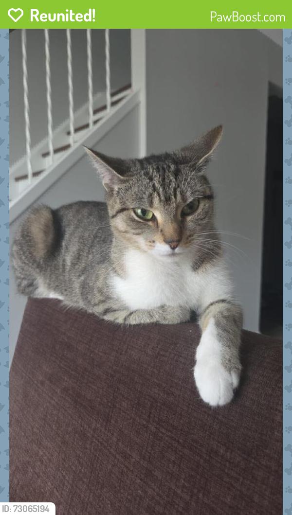 Reunited Female Cat last seen Near Albert St, Waterloo, ON N2L 5A7, Canada, Waterloo, ON N2L 5A7