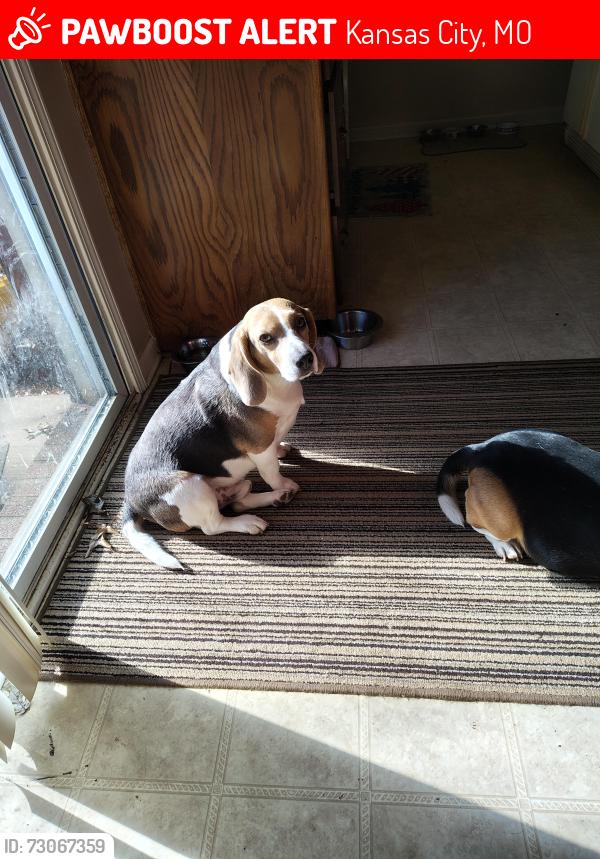 Lost Male Dog last seen 117th St. and Greenwood, Kansas City, MO 64134