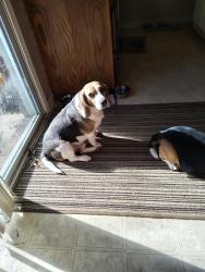 Lost Male Dog last seen 117th St. and Greenwood, Kansas City, MO 64134