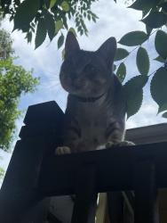 Reunited Male Cat last seen Annawon Ct, Severn, MD 21076