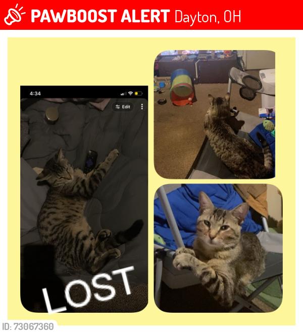 Lost Male Cat last seen AM PM store Salem Ave,Malvern Ave,an Cornell Catalpa ave, Dayton, OH 45406