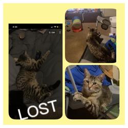 Lost Male Cat last seen AM PM store Salem Ave,Malvern Ave,an Cornell Catalpa ave, Dayton, OH 45406