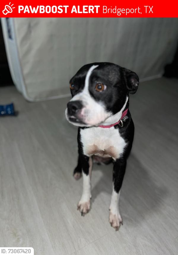 Lost Female Dog last seen Just east of Runaway Bay bridge, Bridgeport, TX 76426