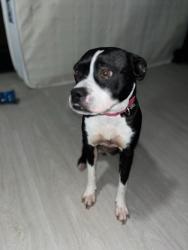 Lost Female Dog last seen Just east of Runaway Bay bridge, Bridgeport, TX 76426