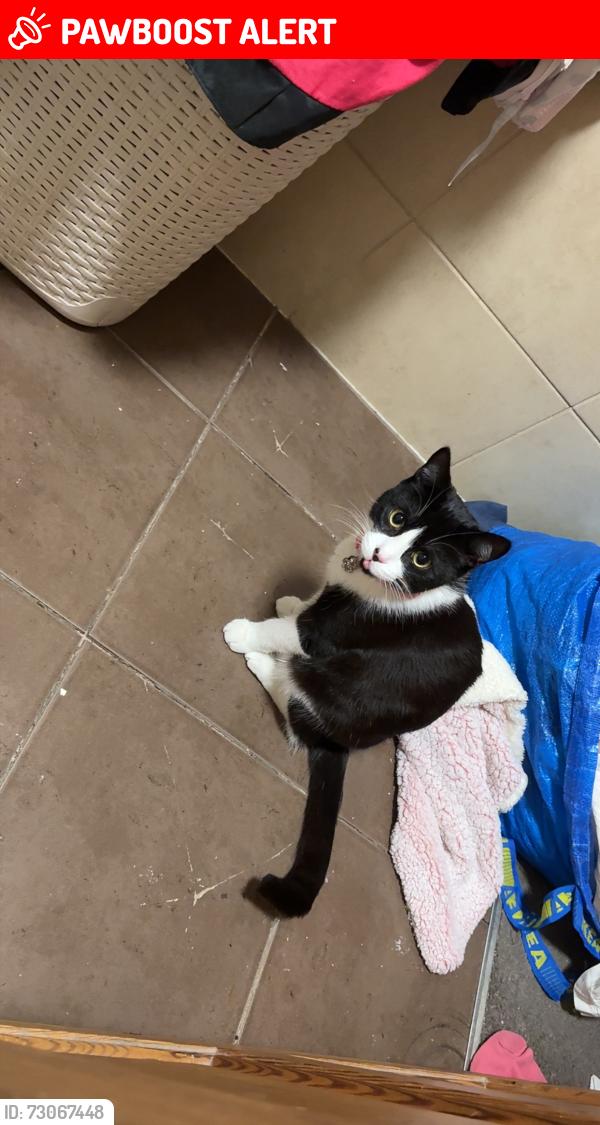 Lost Female Cat last seen Winsford ave, West Midlands, England CV5 9JT