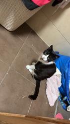 Lost Female Cat last seen Winsford ave, West Midlands, England CV5 9JT