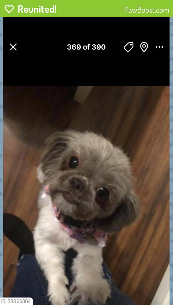 Reunited Female Dog last seen Lowell ave, Central Islip, NY 11722