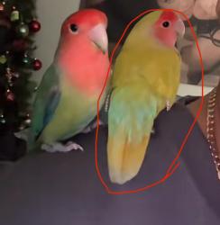 Lost Female Bird last seen Sickles ave san francisco, San Francisco, CA 94112