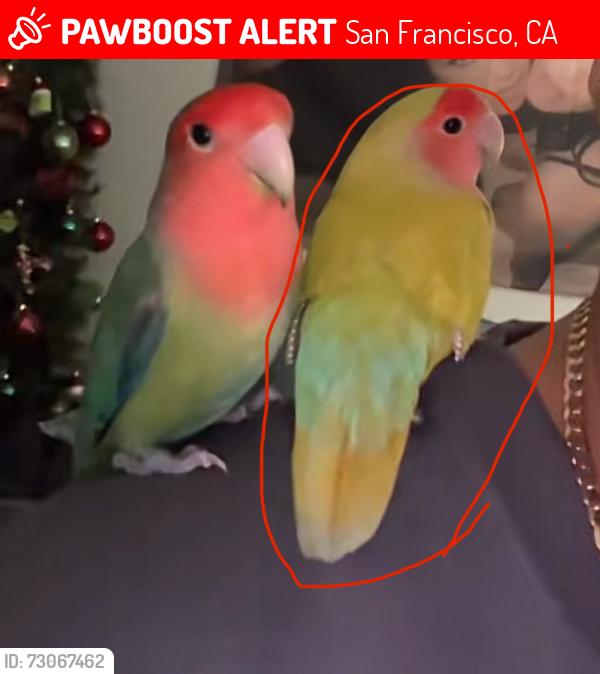 Lost Female Bird last seen Sickles ave san francisco, San Francisco, CA 94112
